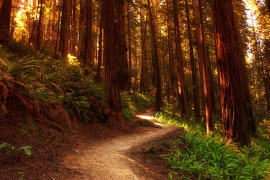 A gravel path through the forest with sun rays coming through the trees.